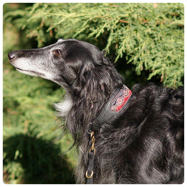 Silken Windhound Antek